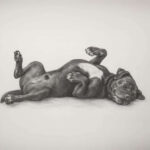 Pencil Sketch portrait of a Cane Corso asleep on his back
