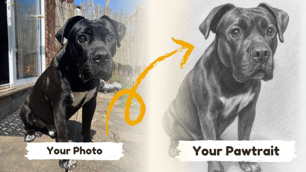 Before & after example of a Pencil Sketch drawing of a dog