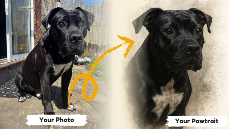 Before & after example of a Signature Splash style portrait of a dog