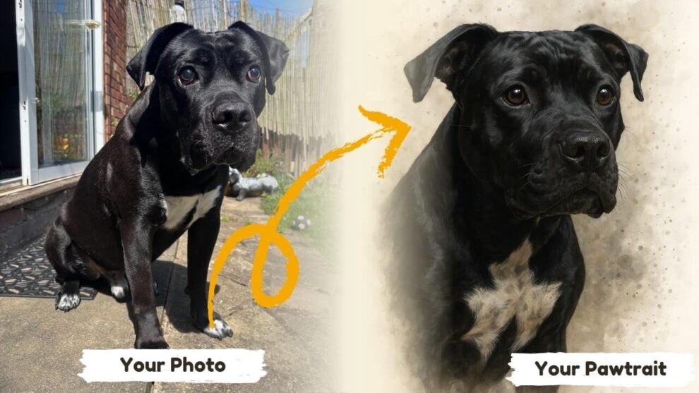 Before & after example of a Signature Splash style portrait of a dog