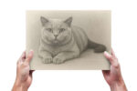 A pencil sketch print of a cat