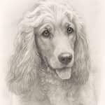 Pencil sketch portrait of Spaniel for happy customer Emily